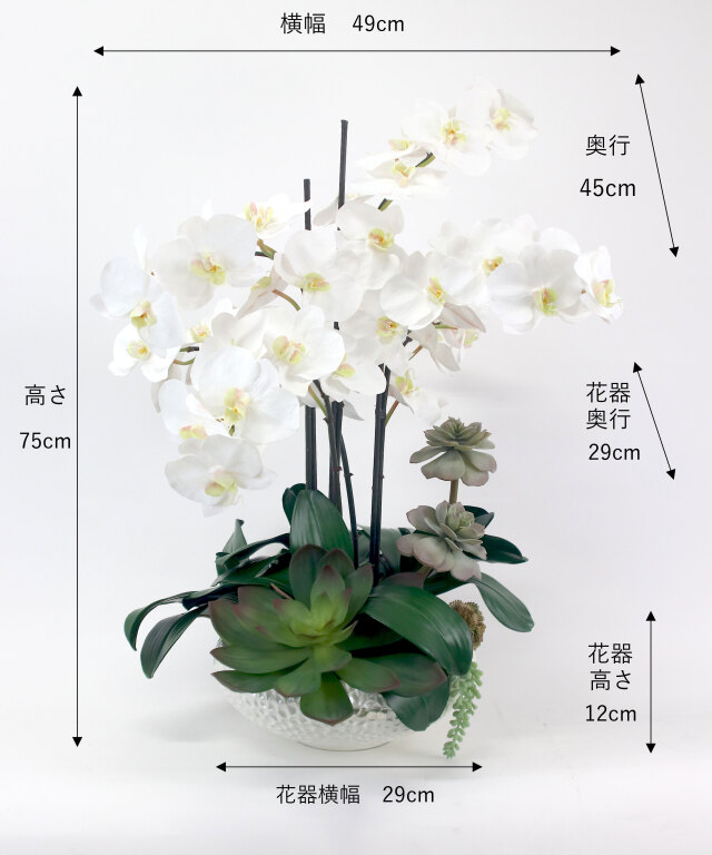 ファレノプシスボタニックXL 胡蝶蘭 高品質 ギフト プレゼント お祝い