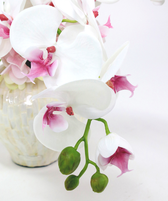 希少 エミリオロバ　ファレノプシスリップピンク　胡蝶蘭 ファレノプシスリップピンク2L 胡蝶蘭 高品質 ギフト プレゼント