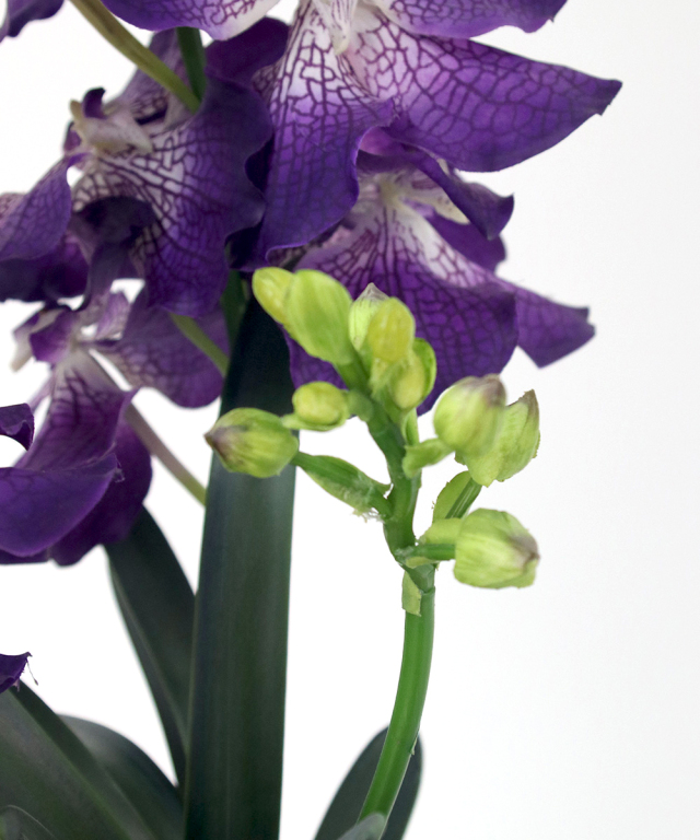 バンダボタニック　アーティフィシャルフラワー バンダボタニックpu-5XL アーティフィシャルフラワー 造花 ギフト