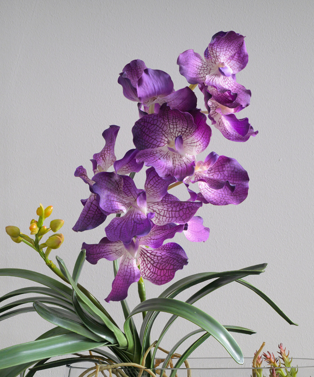 バンダボタニック2L25pu