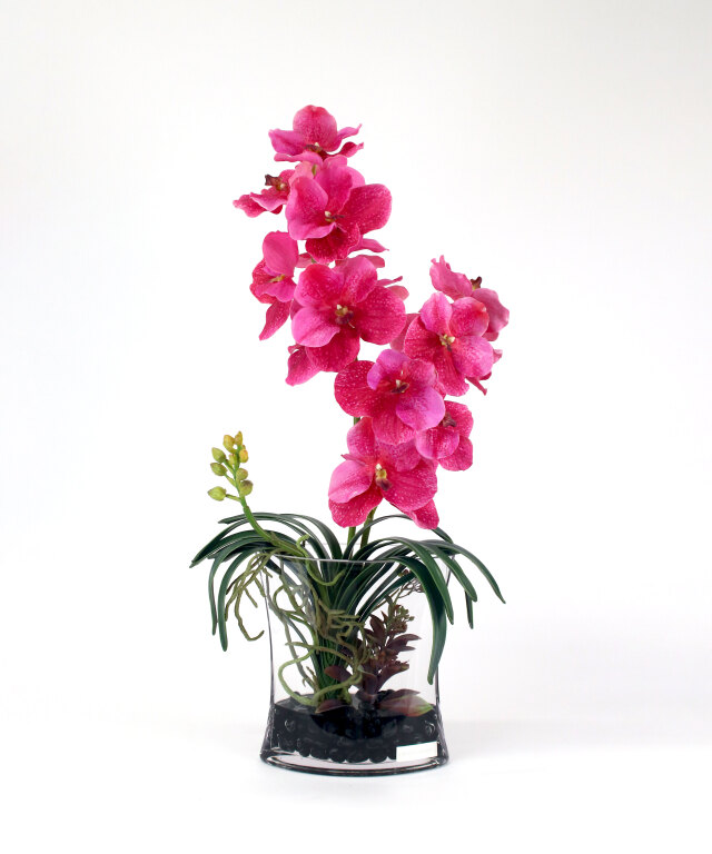 バンダボタニック2L25pk