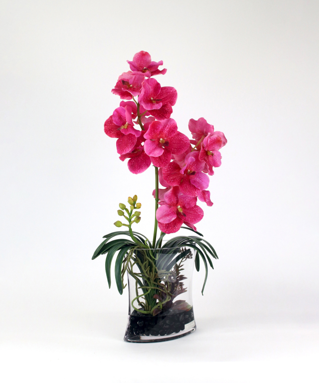 バンダボタニック2L25pk