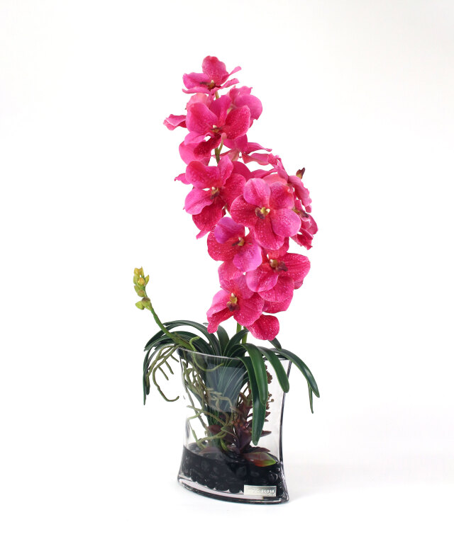 バンダボタニック2L25pk