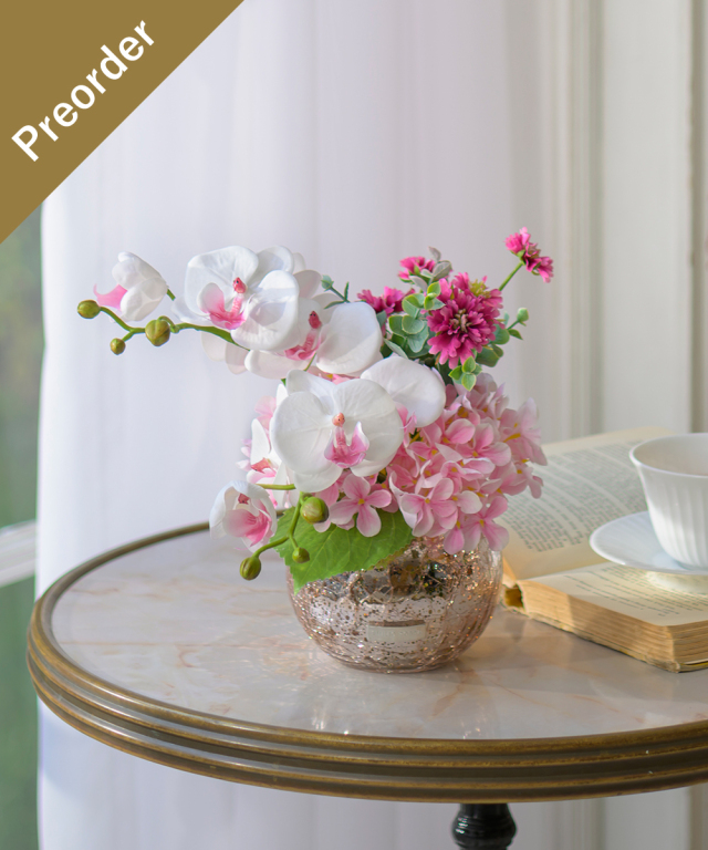 【先行予約】ファレノプシスリップピンクL26