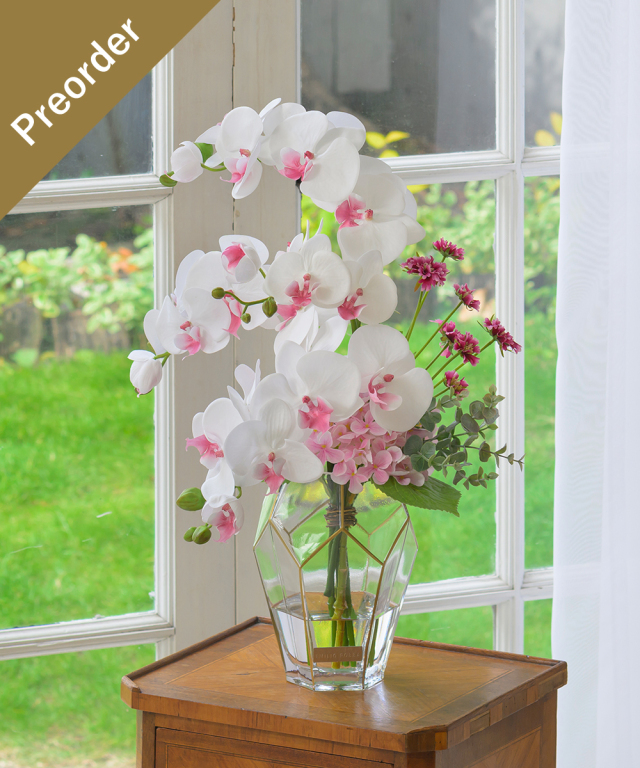 【先行予約】ファレノプシスリップピンク2L26