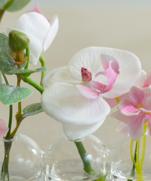 ファレノプシスリップピンク6W ギフト プレゼント お祝い アーティ