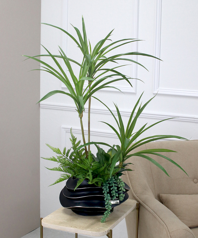 【期間限定】SDGsドラセナ