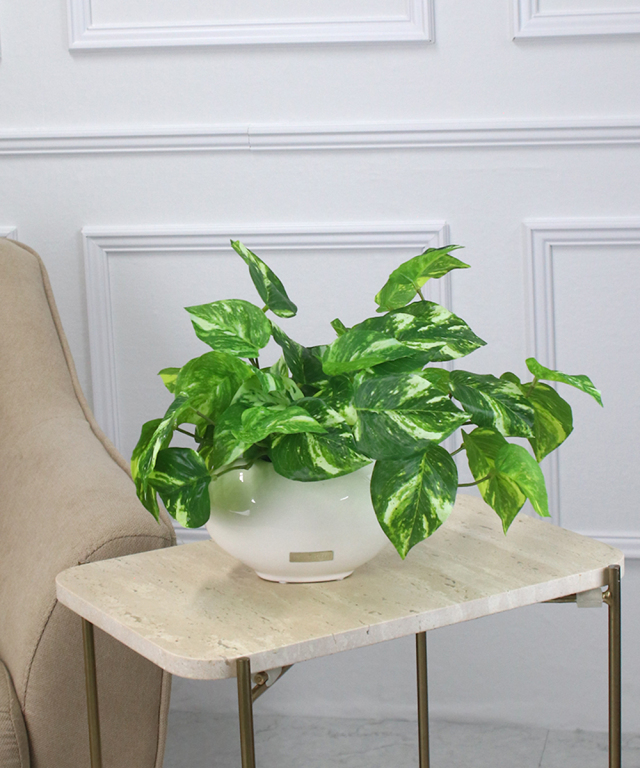 【期間限定】SDGsポトス