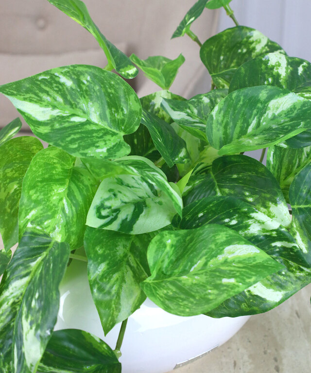 期間限定】SDGsポトス アートフラワー アーティフィシャルフラワー