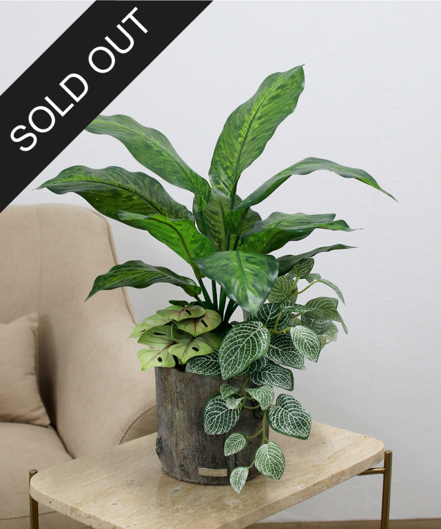 EMILIO ROBBA ギャザリング カラテア 観葉植物 ギャザリング・カラテア