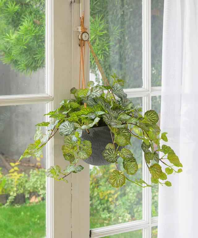パンノキ　85cm 鉢　観葉植物　実生　グリーン　レア　ハワイアンキルト　ハワイ ハンギングユキノシタL26 アートグリーン アーティフィシャルグリーン