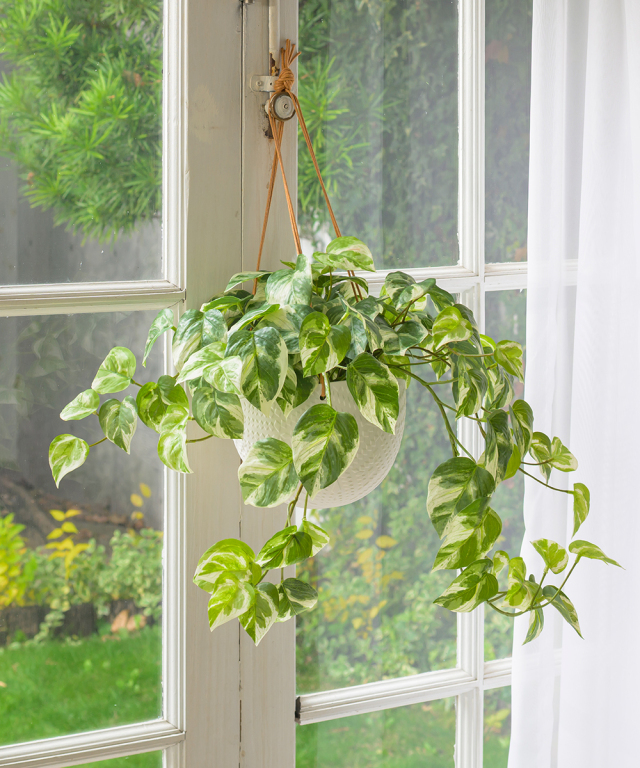 アーティフィシャルグリーン(観葉植物)の造花通販｜エミリオ・ロバ公式