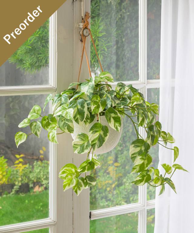【先行予約】ハンギングポトスL26