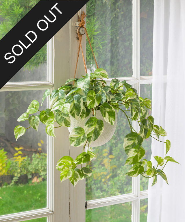 ハンギングポトスL26