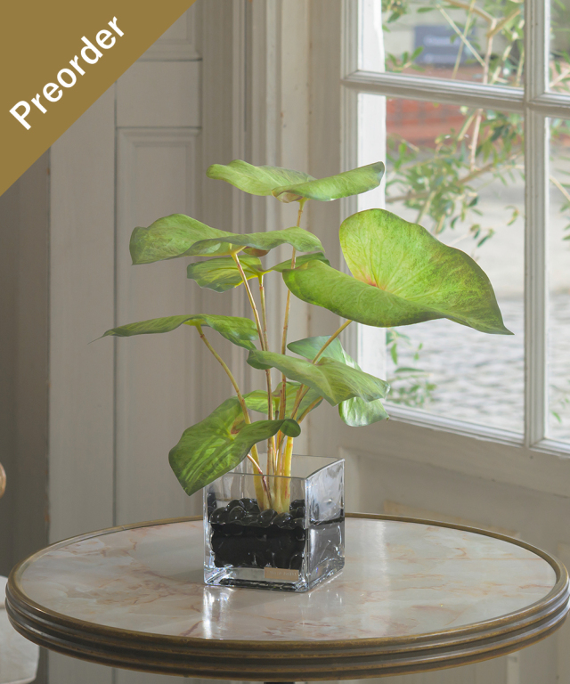 【先行予約】カラジュームM26