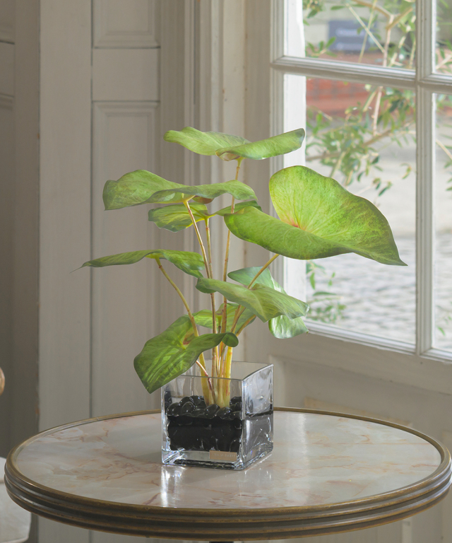 カラジュームM26