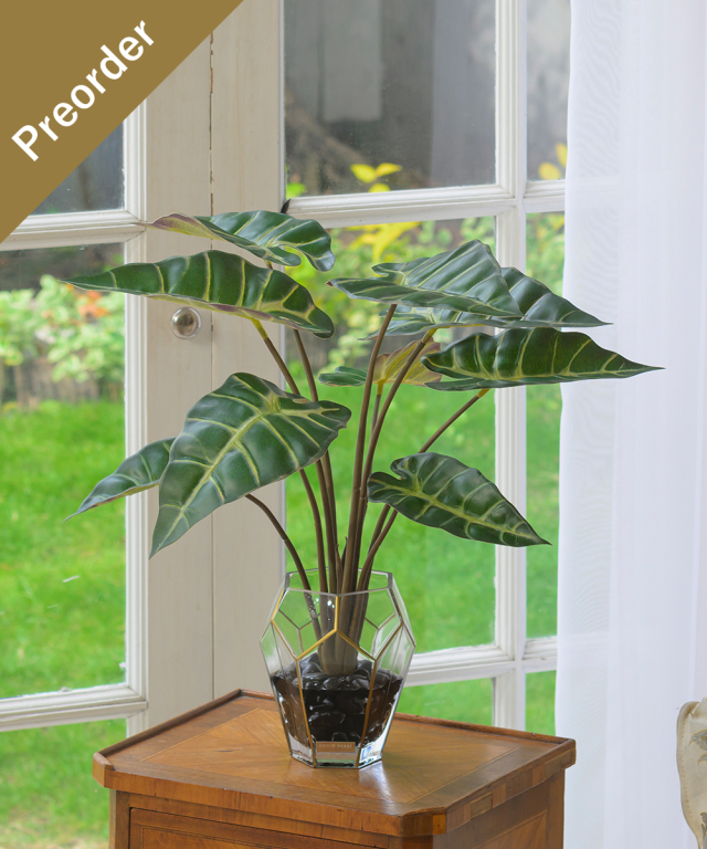 【先行予約】アロカシアL26