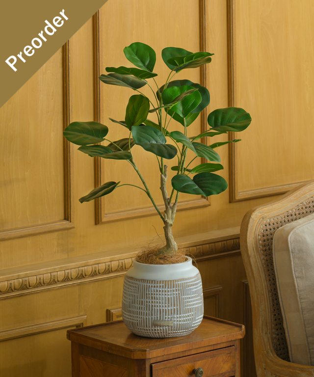 【先行予約】インディアンアーモンドL26