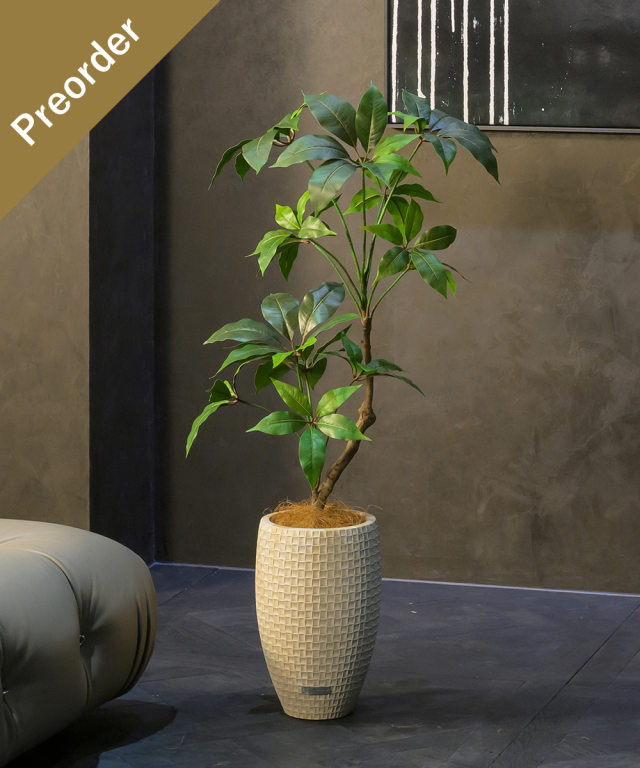 【先行予約】ツピタンサス2L26