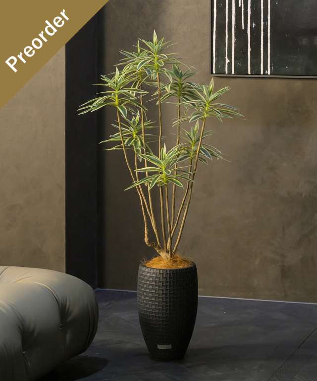 【先行予約】ドラセナ2L26