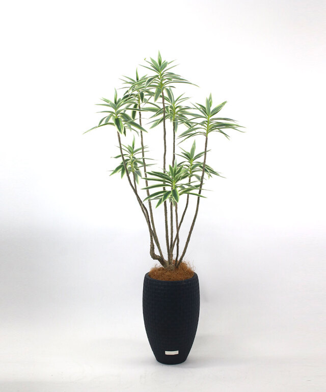 光触媒 展示品■エミリオロバ■フェイクグリーン■人工観葉植物■ドラセナ系■造花 人工観葉植物 ROBBA EMILIO フェイクグリーン ウォールグリーン フラワー・ガーデニング