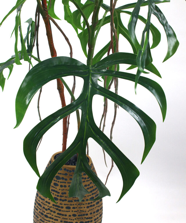 モンステラ4年目 monstera-497_1.jpg
