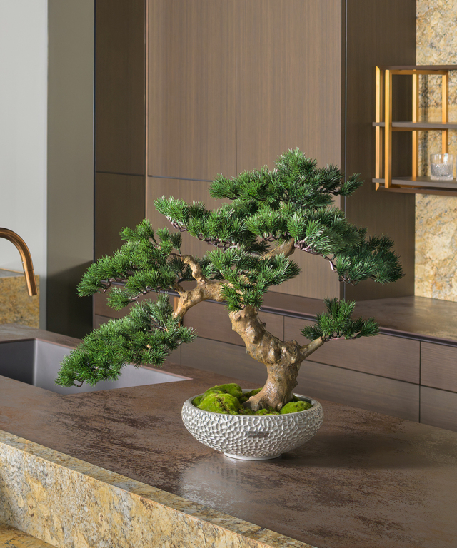 Bonsaï 3L25