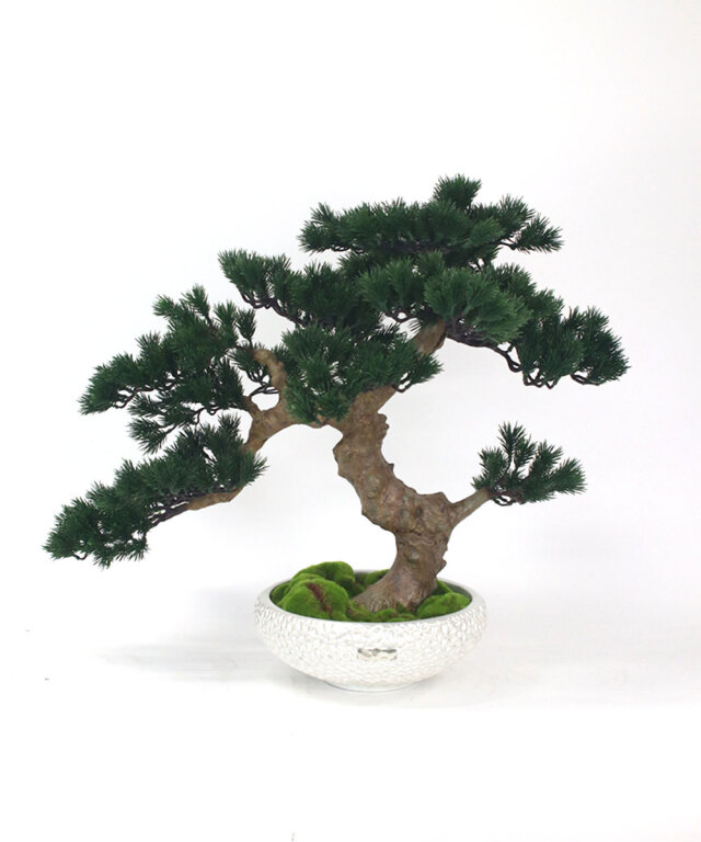 Bonsaï 3L25