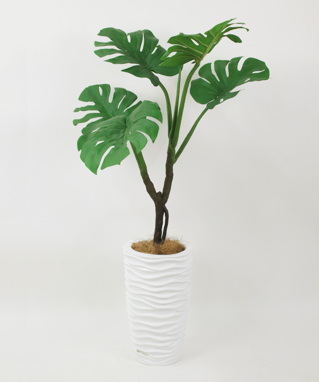 モンステラ アートグリーン 観葉植物 ギフト お祝い