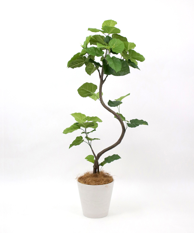 ウンベラータ アートグリーン 観葉植物 ギフト お祝い