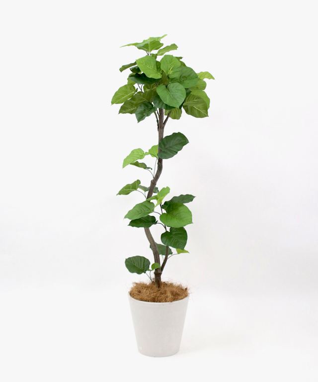 ウンベラータ アートグリーン 観葉植物 ギフト お祝い