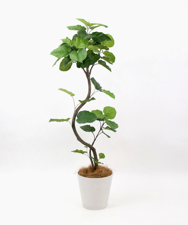 <引き取り限定> ウンベラータ　外鉢付き　180cm 引き取り限定> ウンベラータ 外鉢付き 180cm ウンベラータ 外鉢