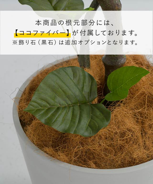 ウンベラータ アートグリーン 観葉植物 ギフト お祝い