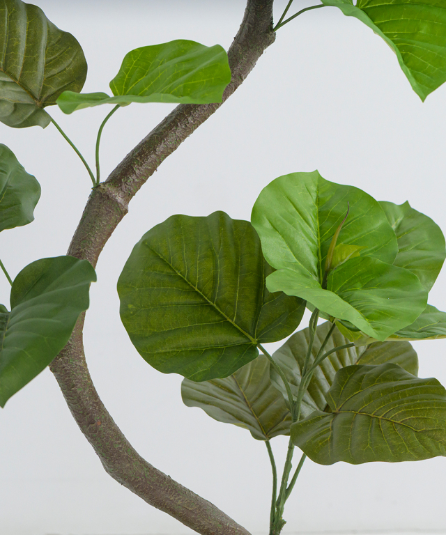 ウンベラータ アートグリーン 観葉植物 ギフト お祝い