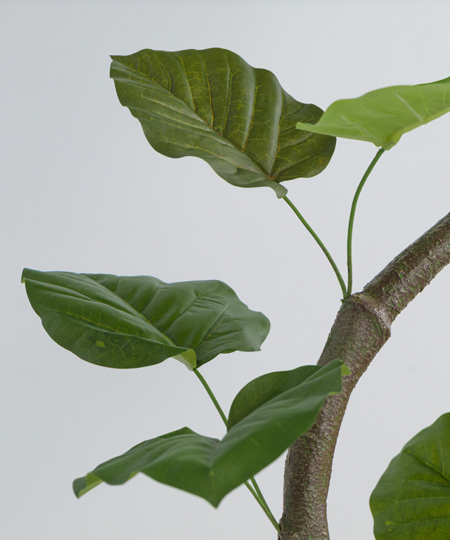 Peanut man エミリオロバ 観葉植物 ウンベラータ ウンベラータ アートグリーン 観葉植物 ギフト お祝い