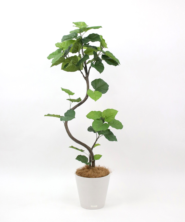 Peanut man エミリオロバ 観葉植物 ウンベラータ ウンベラータ アートグリーン 観葉植物 ギフト お祝い