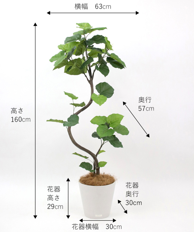 ウンベラータ アートグリーン 観葉植物 ギフト お祝い