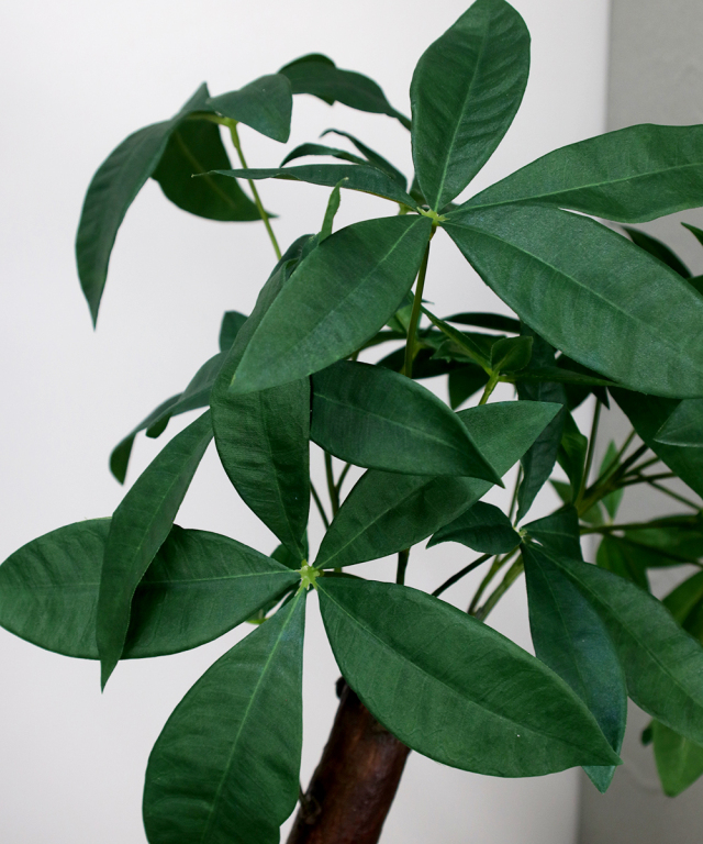 ミニパキラ 高品質 ギフト プレゼント お祝い アートグリーン