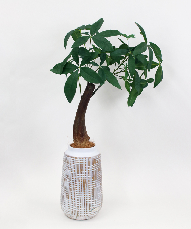 ミニパキラ 高品質 ギフト プレゼント お祝い アートグリーン