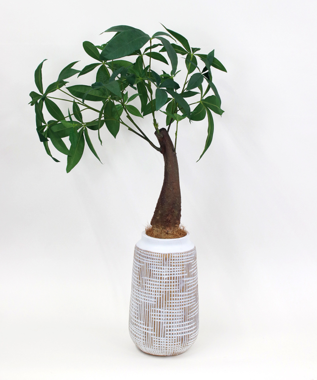 ミニパキラ 高品質 ギフト プレゼント お祝い アートグリーン