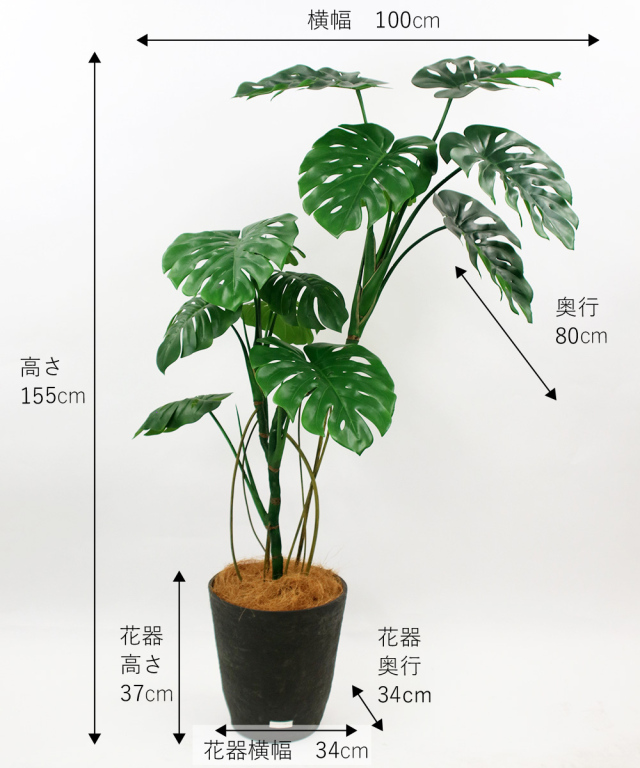 フィカス大葉 モンステラ 緑の空間 癒し植物 フィカス大葉 モンステラ 緑の空間 癒し植物