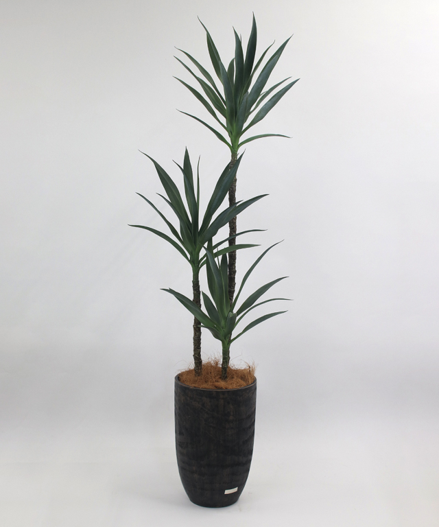 ユッカ バッカタ　コレクション株　観葉植物 ユッカ バッカタ コレクション株 観葉植物