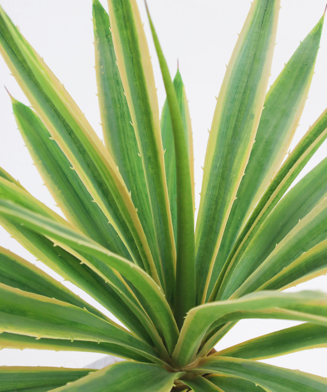 ユッカ(斑入り) アーティフィシャルグリーン 観葉植物