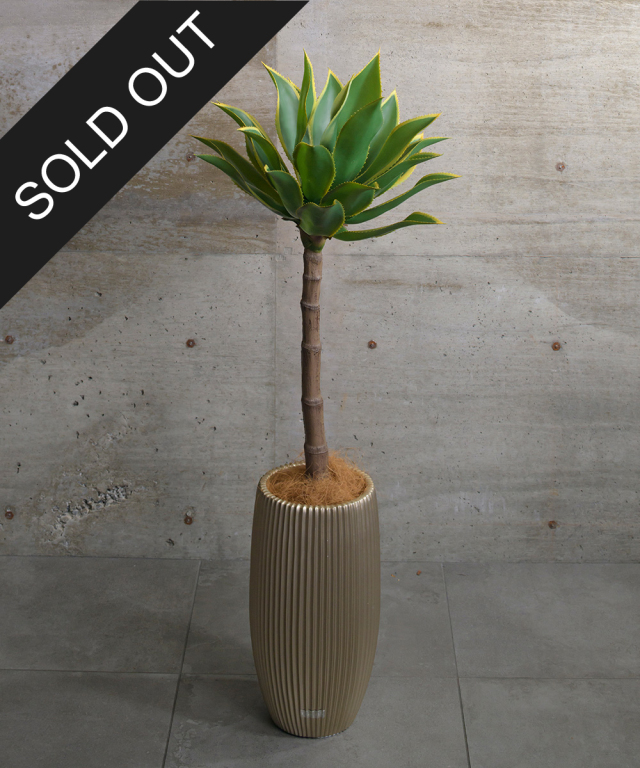 アガベ(トール)