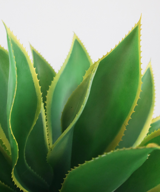 エミリオロバ 多肉植物 観葉植物 アガベ(トール) アーティフィシャルグリーン 観葉植物