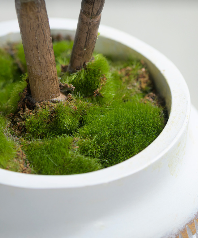 ツピタンサス ファイバー鉢 お皿付き 観葉植物：ツピタンサス*8号セラアート鉢 受皿付 バークチップ飾り