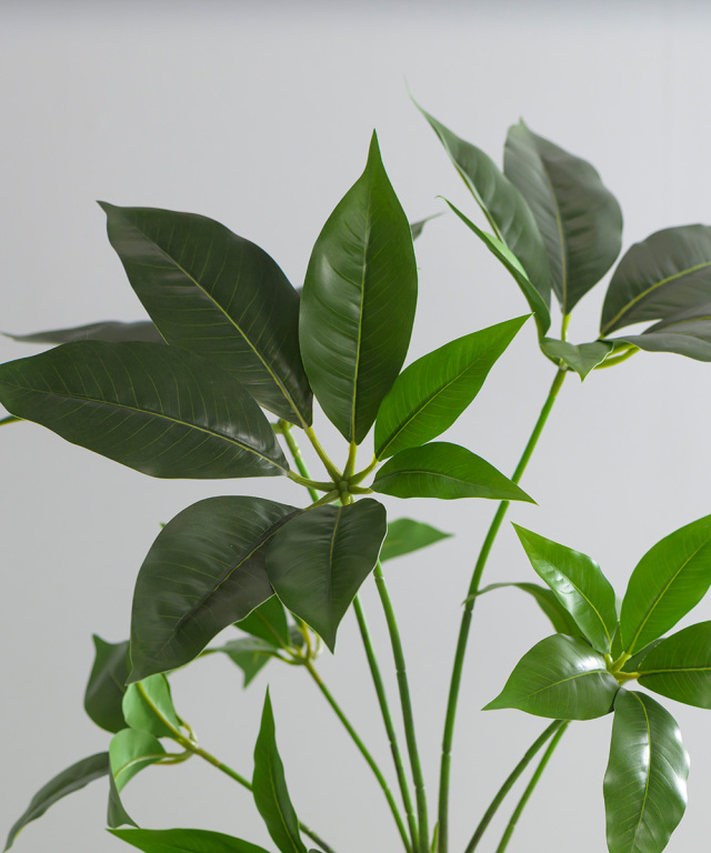 観葉植物 成長中 緑色の葉 つぼみあり TUTTS30250_5.jpg?t=20240328151706