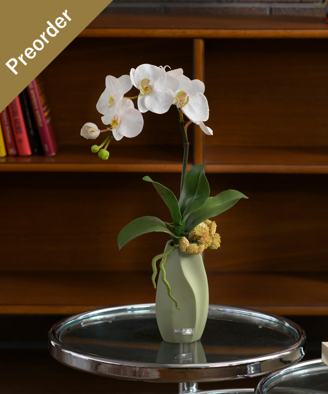 【先行予約】ファレノプシスボタニックM25