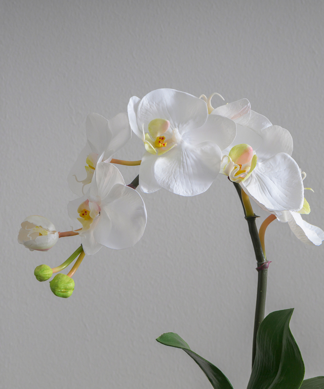 ファレノプシスボタニックM25