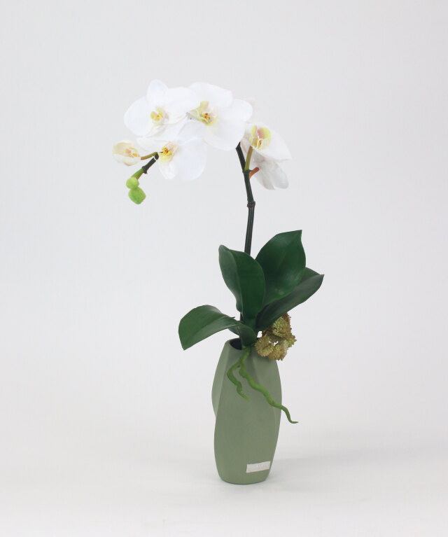 ファレノプシスボタニックM25